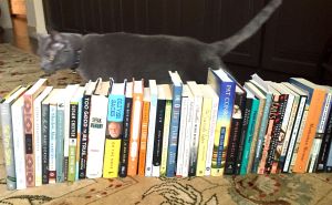 Cat surveying books
